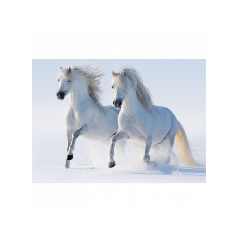 Πίνακας σε καμβά με Ζώα White horses